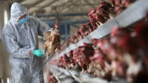 Bird flu kills a Cambodian girl