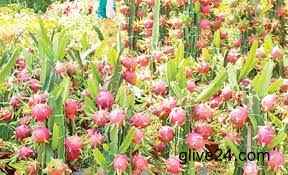 Dragon brings diversification in Rajshahi's fruit farming system